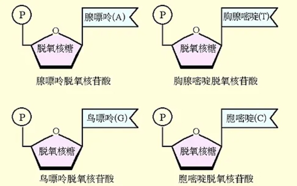 核苷酸结构是什么呢?