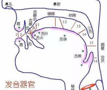 人的发音器官有那些？