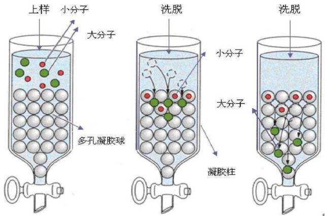 凝胶过滤层析中和凝胶电泳中的分子筛效应有什么不同，请尽量全面