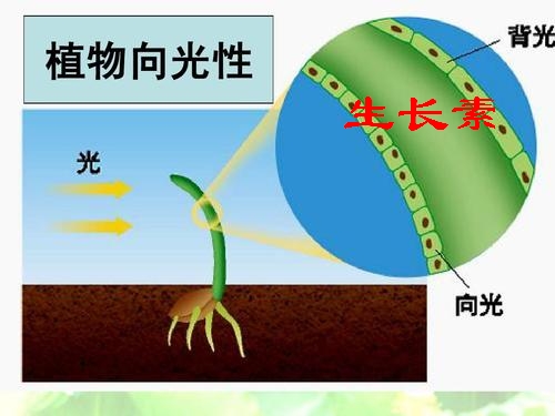 生长素的发现过程