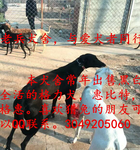 怎样给猎兔犬照灯，详细一点