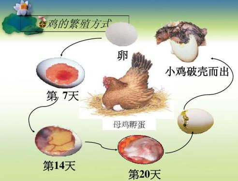 鸡蛋孵化小鸡的过程是什么？