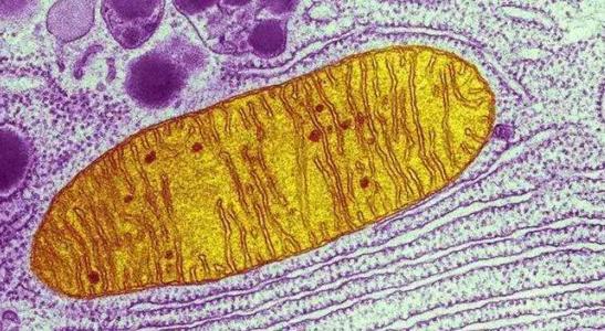 线粒体素是什么东西?