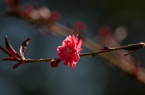 一支独秀不是春，百花齐放春满园什么意思