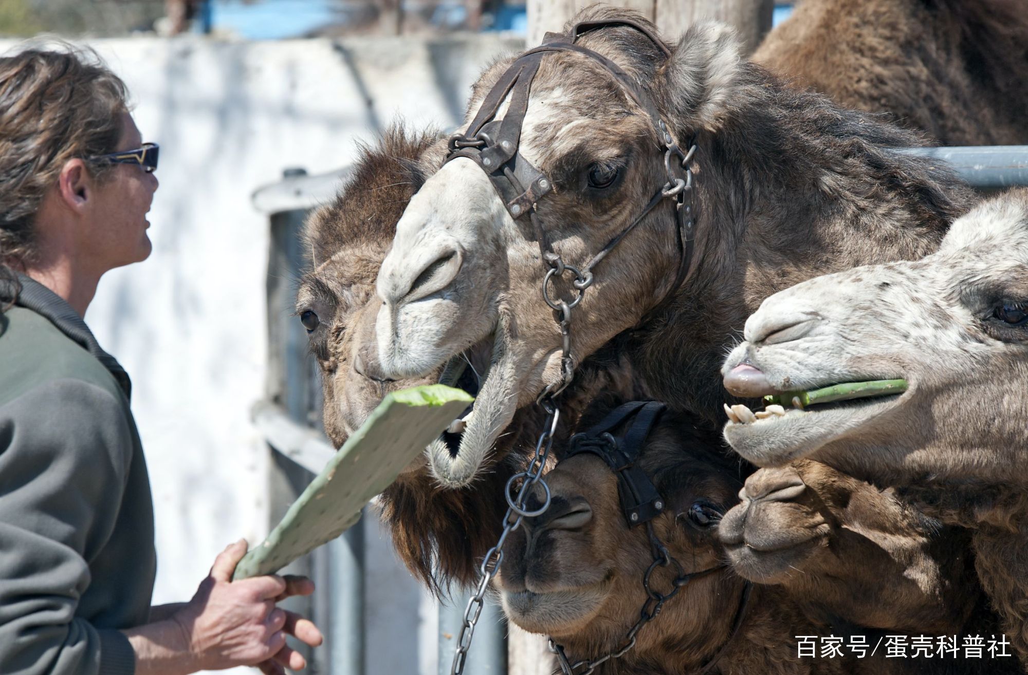 骆驼为什么可以直接吞带刺的仙人掌？它不怕扎嘴吗？