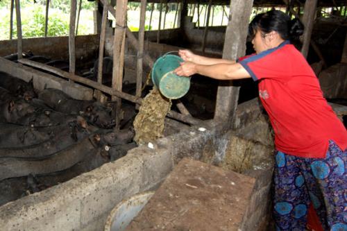 农村还有不少人用粮食喂猪，这种猪肉会更好吃吗？