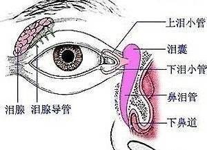 如果吹进眼睛里的脏东西没揉出来，那最后它们去哪了？