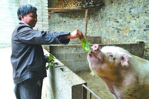 农村还有不少人用粮食喂猪，这种猪肉会更好吃吗？