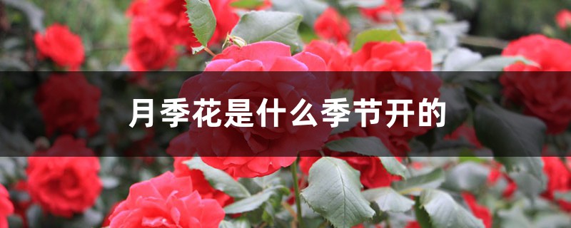 月季花什么时候开？