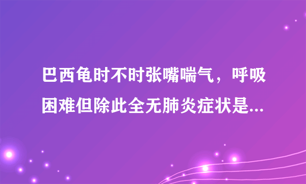 巴西龟时不时张嘴喘气，呼吸困难但除此全无肺炎症状是怎么回事？（高分）