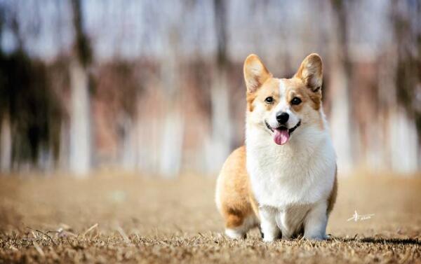 什么宠物犬最萌人心？