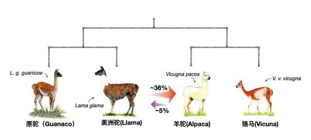 羊驼究竟是羊还是驼？