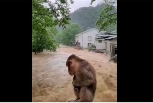 武夷山暴雨中猴子蹲桥上避险是怎么回事？