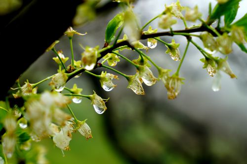 小楼一夜听春雨，深巷明朝卖杏花.这句话是什么意思？出自哪首诗