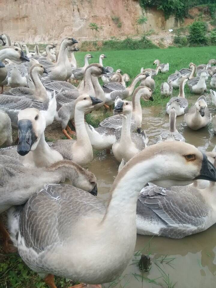 鹅苗州狮头鹅苗多少钱一只批发狮头鹅苗 纯种狮头鹅价格