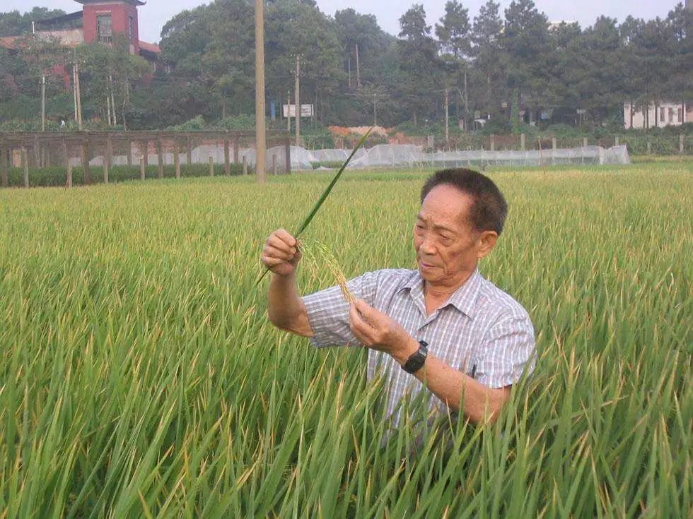 袁隆平雕像前布满花海，袁隆平在人民心中的地位到底有多高？