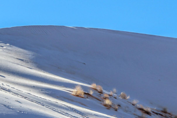 骆驼在撒哈拉沙漠雪中漫步，此次降雪给沙漠带来了哪些好处？