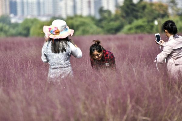 网友对游客跳进网红粉黛花海拍照，有何评价？