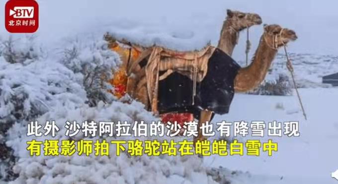 骆驼在撒哈拉沙漠雪中漫步，这种天气属于正常还是异象？