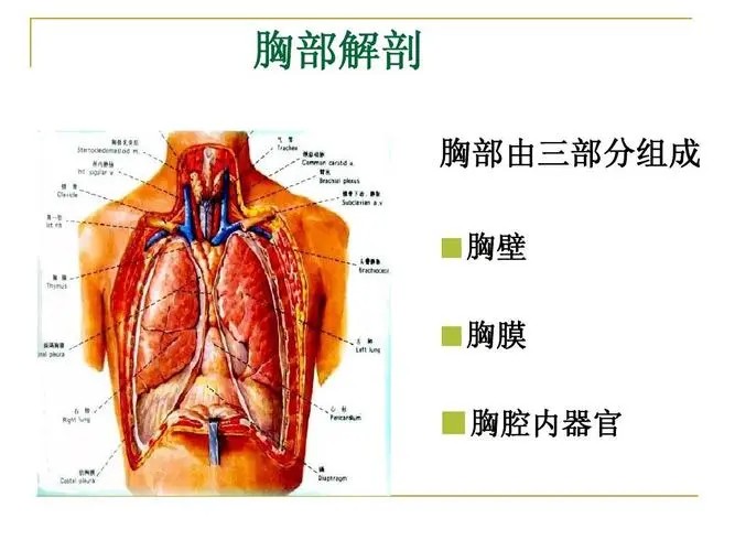 胸膛的意思