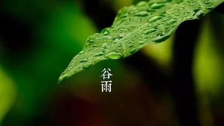 谷雨节气的特点和风俗是什么？