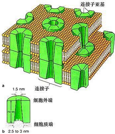 缝隙连接的名词解释?