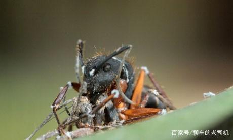 “僵尸真菌”是什么东西？这种细菌能影响到人类吗？