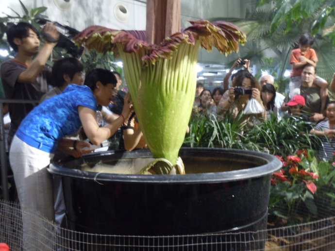 泰坦魔芋一生只开两次花，这种植物能活多久呢？