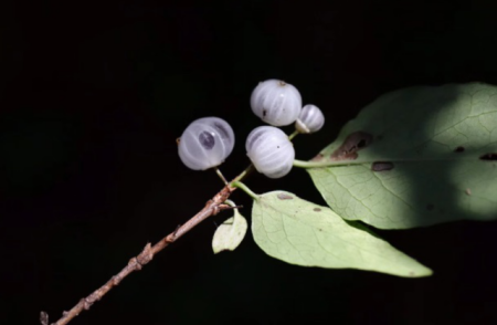 纯黑蝙蝠，4足乳白物种见过没？是新物种吗？