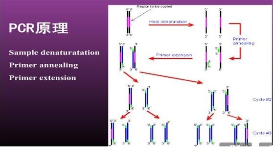 什么是PCR技术？
