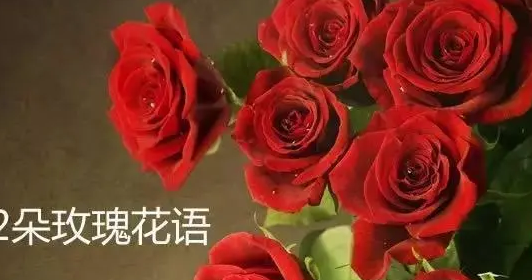 12朵玫瑰代表什么意思