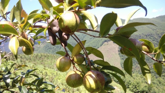 油茶树什么品种最好