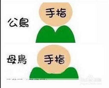 虎皮鹦鹉怎么区分公母？