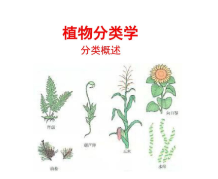 植物是怎么分类的？