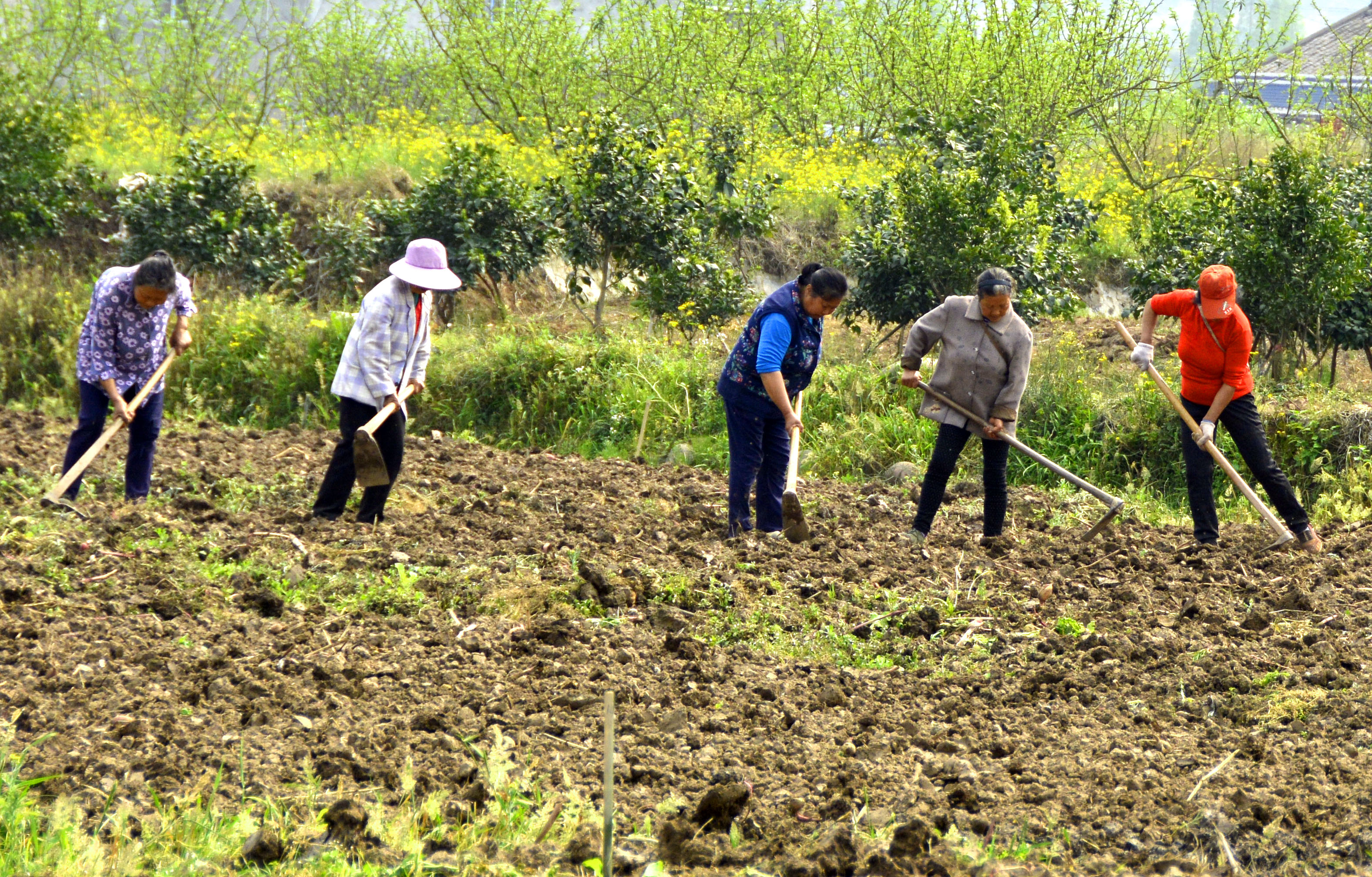 收花生遭村民哄抢，承包商该如何为自己维权？