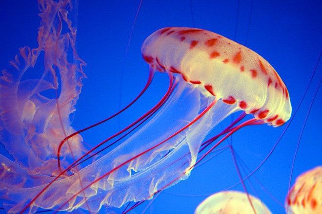 乌克兰巨大水母群覆盖海面，这算生物入侵吗？