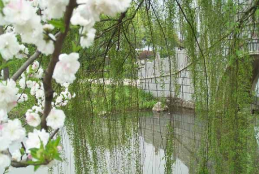 有心栽花花不开,无心插柳柳成荫是古诗吗另外两句是什么