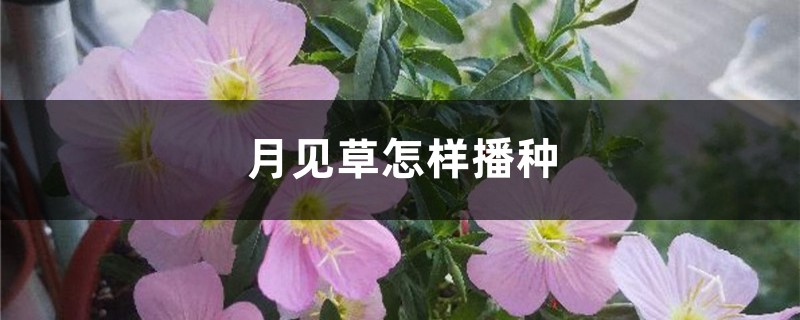 月见草种子种植方法