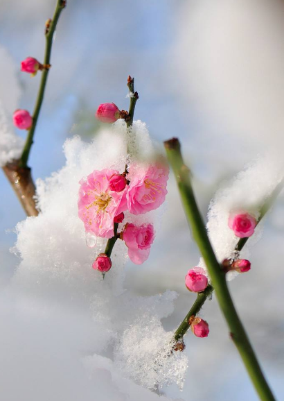 梅花欢喜漫天雪，冻死苍蝇未足奇什么意思