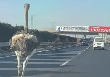 天津高速现驼鸟奔跑车辆纷纷避让，这只鸵鸟从何而来？