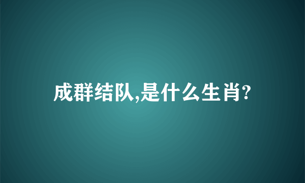 成群结队,是什么生肖?