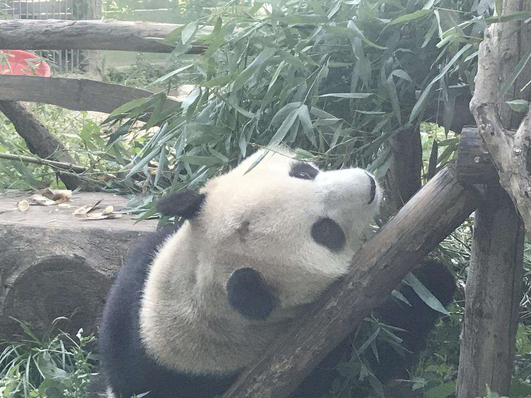 北京网红大熊猫突然头秃一事，动物园有何回应？