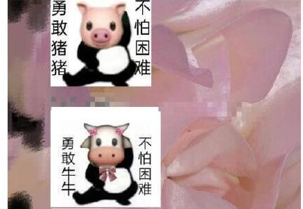 勇敢牛牛什么梗?