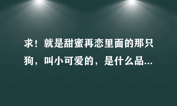 求！就是甜蜜再恋里面的那只狗，叫小可爱的，是什么品种的狗啊？大概买多少钱？？谢啦