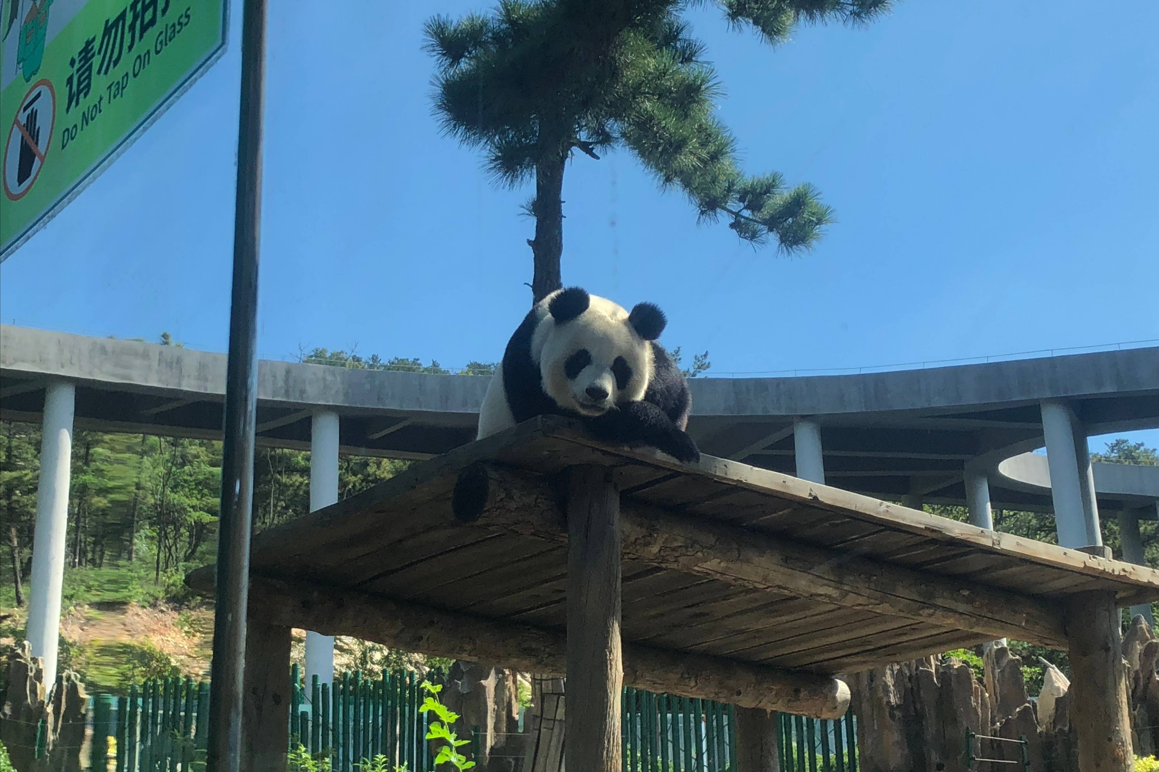 哪个动物园出现了大熊猫跟游客击掌的罕见现象？