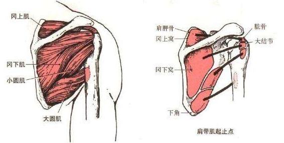 肩胛部是什么位置