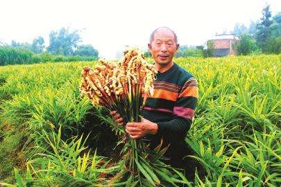 生姜，一般几月份种植，几个月收获？