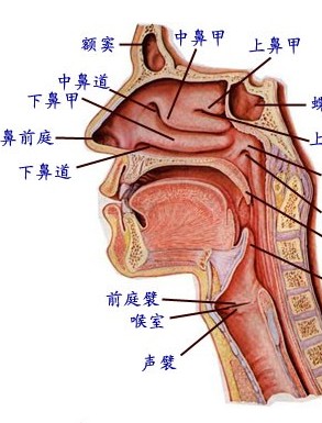 会厌的会厌的作用