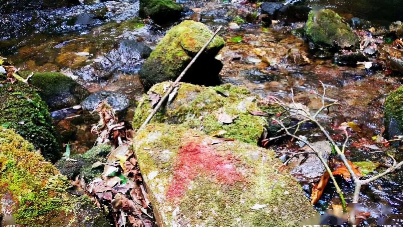 哀牢山遇难地质调查队员生前活动细节，他们都经历了什么？