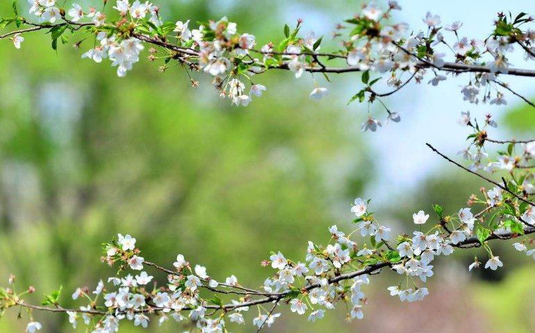 花枝招展的意思是什么